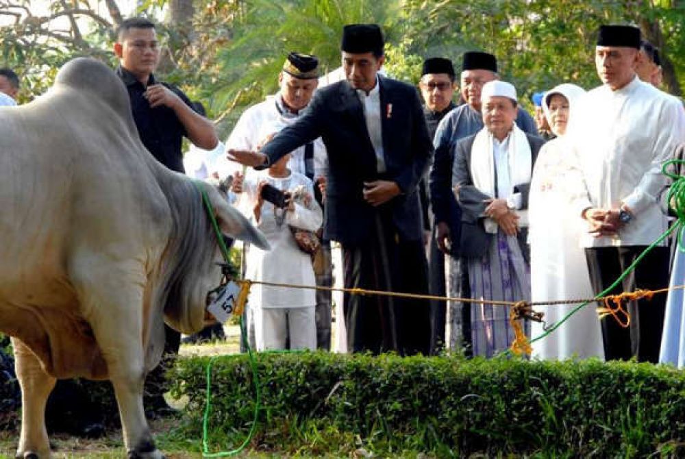 Idul Adha, Jokowi Siapkan Qurban Sapi Seberat 1,4Ton Ke Bengkulu