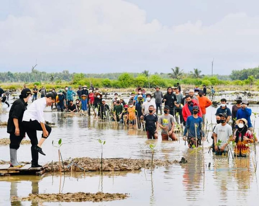 Jokowi Tanam Mangrove Bersama Dubes Dan Masyarakat Di Tana Tidung