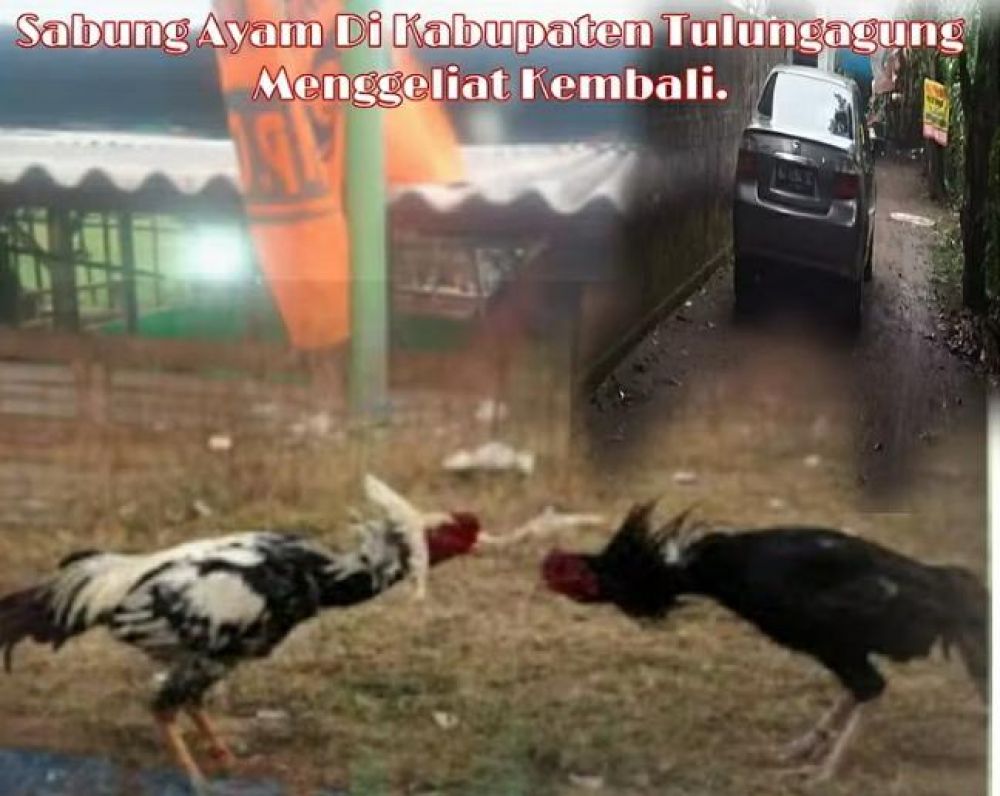 Terkait Judi Sabung Ayam Dan Dadu Di Tulungagung, Ketua PCNU Akan Surati Pengurus Kecamatan Dan Desa