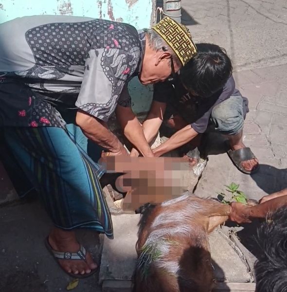 Momentum Penyembelihan Hewan Qurban MRD Grup, Di Apresiasi Pj Walikota Probolinggo Hingga Canda Tawa Emak-Emak Sekitaran Lokasi