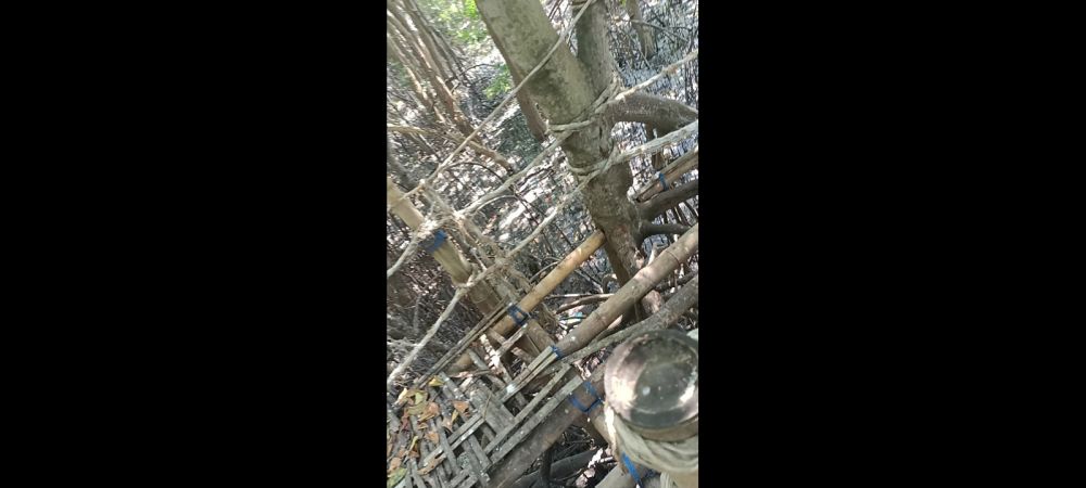 Wisata Bakau Labuhan Manis Sampang Madura Sempat Telan ADD Ratusan Juta Rupiah, Kini Kondisinya Memperihatinkan