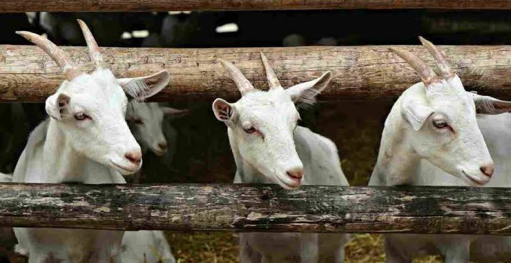 Berqurban Meraih Ridho Ilahi, Kenali Siapa Saja Yang Berhak Menerima