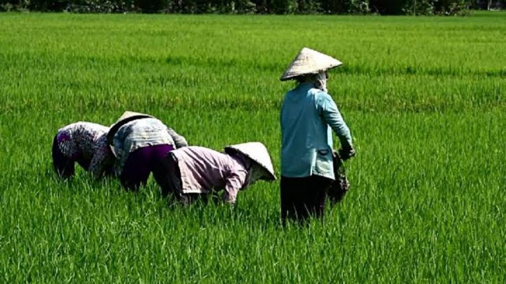 Seharusnya, 16 Juta Petani Mendapat Pupuk Bersubsidi, Namun Harus Penuhi Syarat Ini