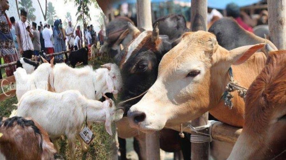 Lebih Afdol Mana Qurban Satu Ekor Kambing Atau Patungan Satu Ekor Sapi? Berikut Penjelasannya