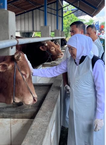 Idul Adha Dijamin Aman, Khofifah Sebut Hewan Kurban Jatim Surplus 500 Ribu Ekor serta Bebas PMK dan LSD
