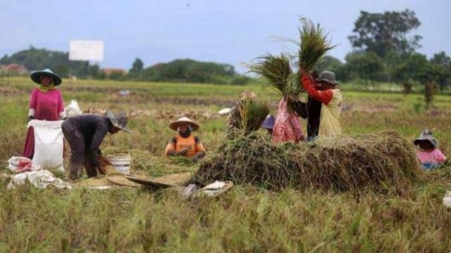 Menilik Harga Pangan Nasional Pada Hari Ulang Tahun Kemerdekaan RI Ke79Tahun, Beras Naik Tipis