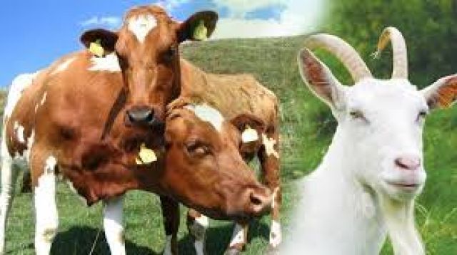 KPK Dalami Pengadaan Sapi, Kambing Hingga Ikan Usai Geledah Disnak Jatim